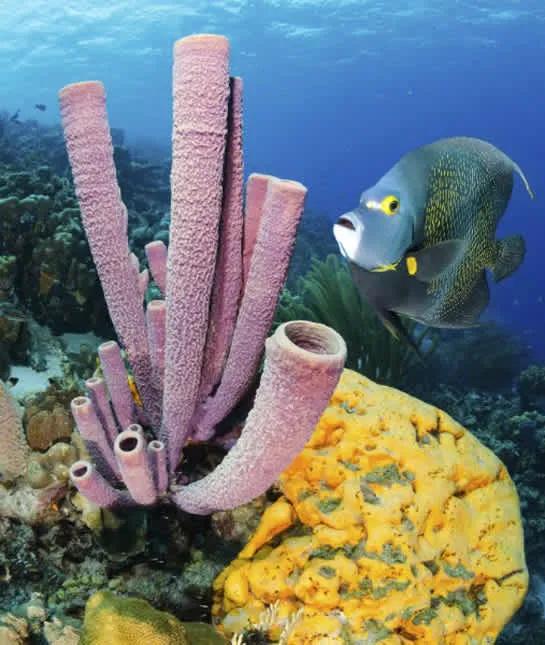 地球上的五种存活至今的古老动物,七种未灭绝的史前动物