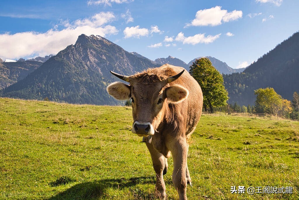 牛吃的少没食欲怎么回事,牛食欲不振怎么解决