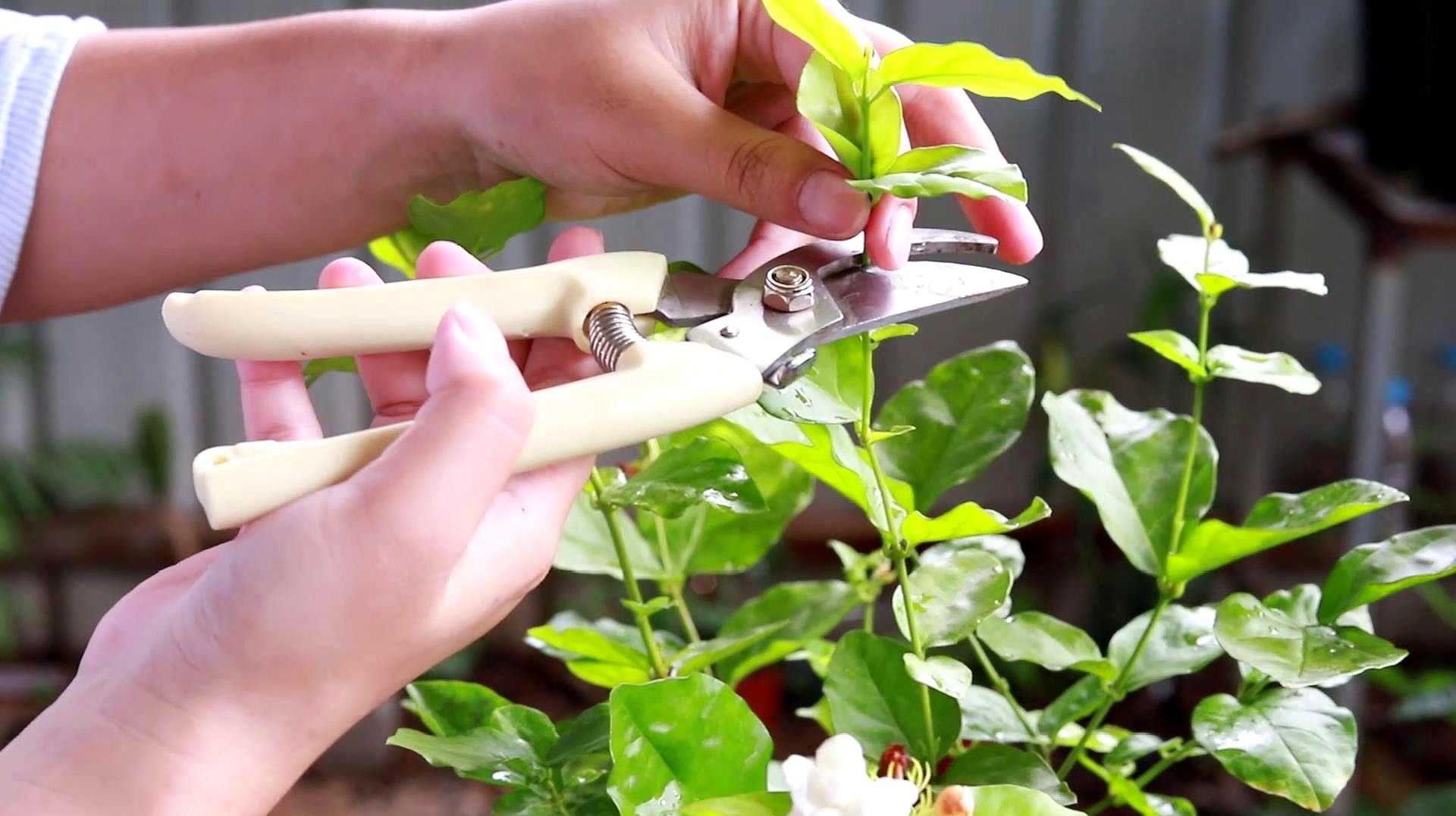 怎么养茉莉花开花多,茉莉花如何养开花不断