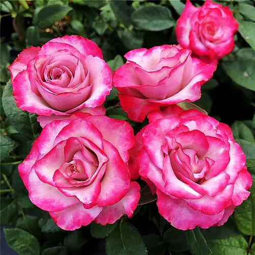 旋转木马和粉扇月季区别,月季旋转木马怎么养