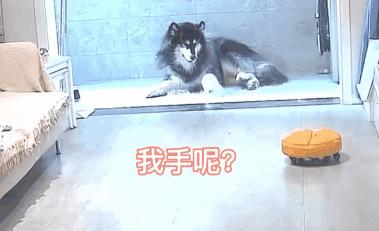 狗狗睡觉突然尖叫前腿不停的动,狗狗睡觉突然吓一跳