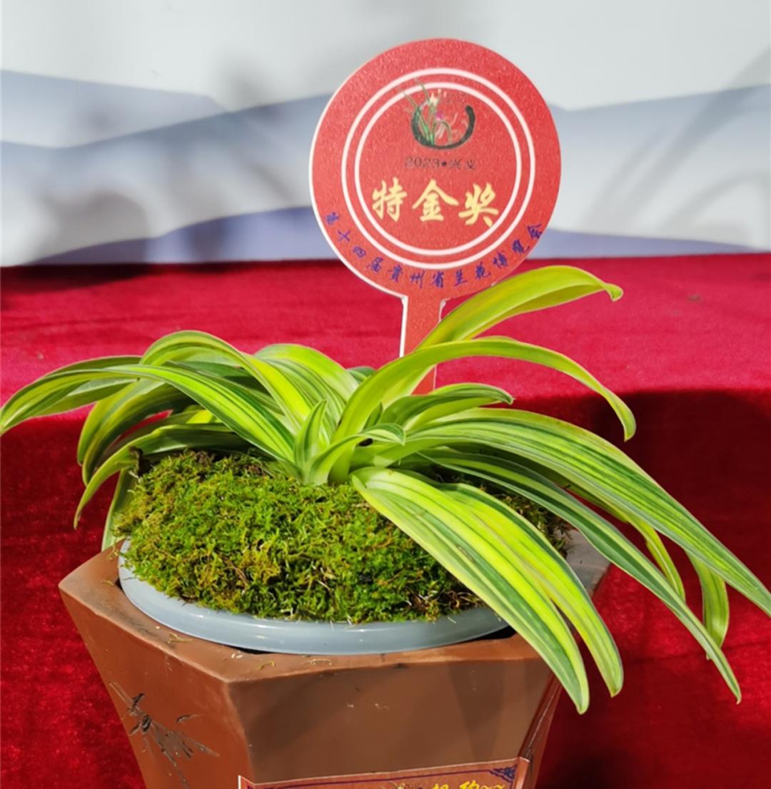 顶级名品兰花欣赏,国际兰展特金奖兰花