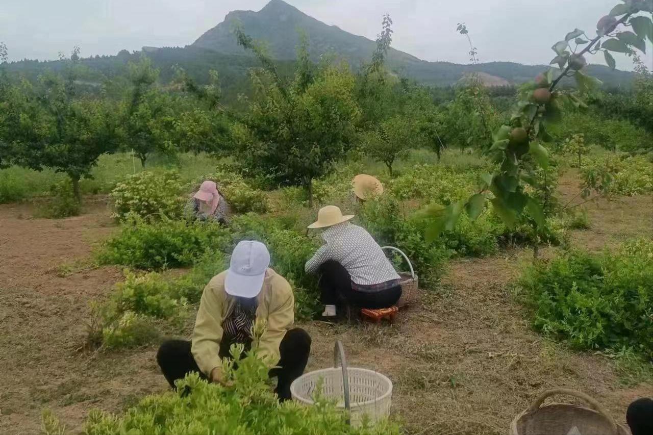 金银花种植拓宽群众致富路,礼泉县烟霞镇东坪村御杏庄园