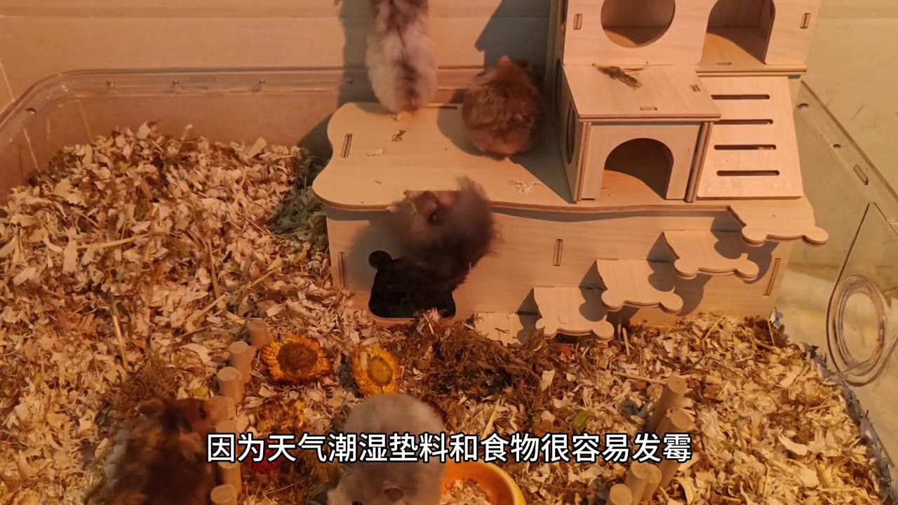 金丝熊知识大全,金丝熊新手怎样喂养金丝熊