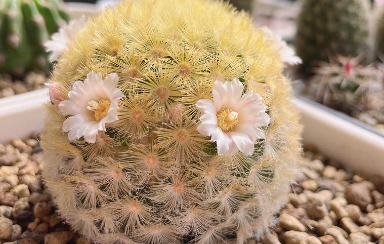 仙人球养护技巧和方法,仙人球的病虫害如何防治呢