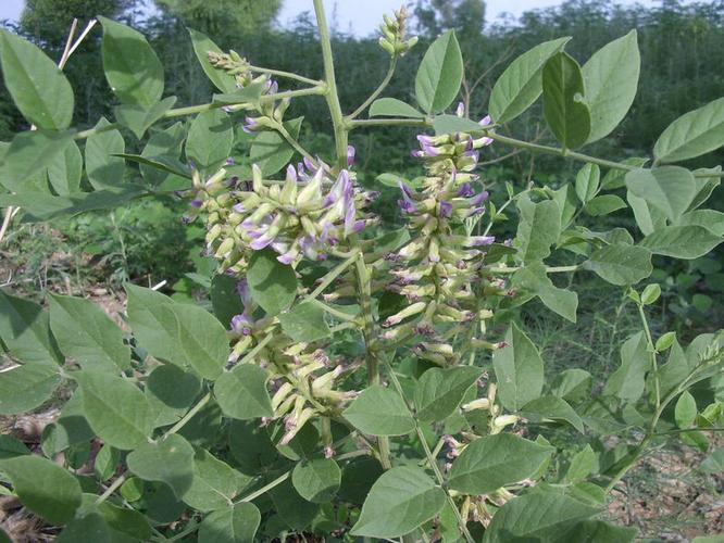 甘草的甜味成分是什么,甘草的种类与功效是什么