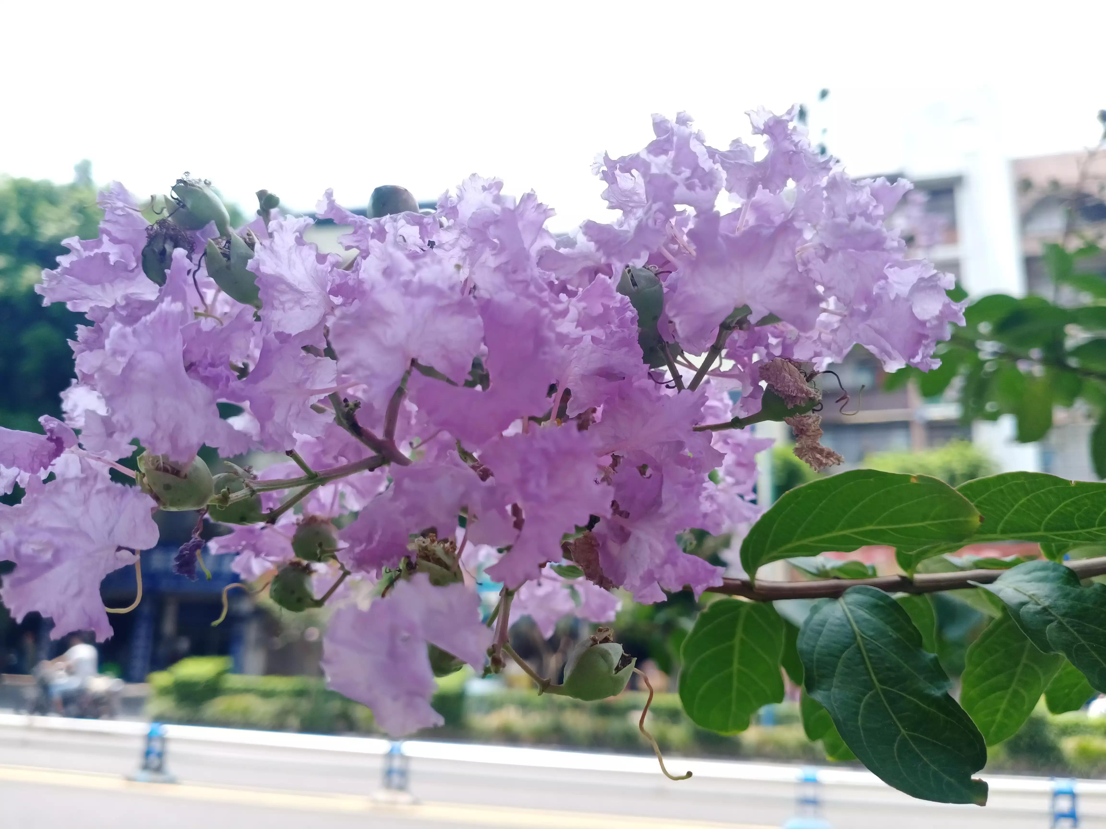 长篇小说连载二十二——风中的女人