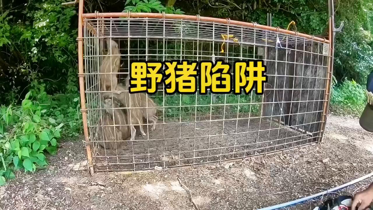 国外猎人布置铁笼陷阱轻松捕获一群小野猪#神奇动物在抖音