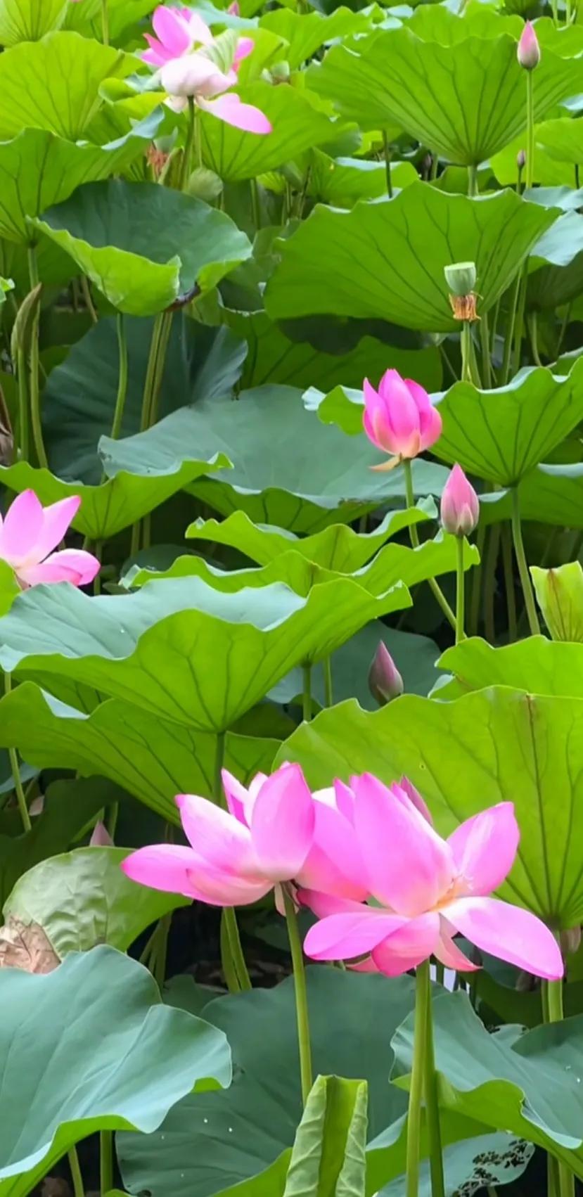 分享一组荷花图,分享一张你与荷花的照片