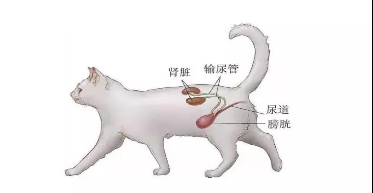猫咪自发性膀胱炎住院需要多少钱,猫咪自发性膀胱炎是什么导致的
