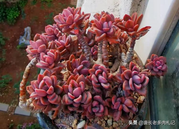 多肉耐涝,多肉耐冻什么程度