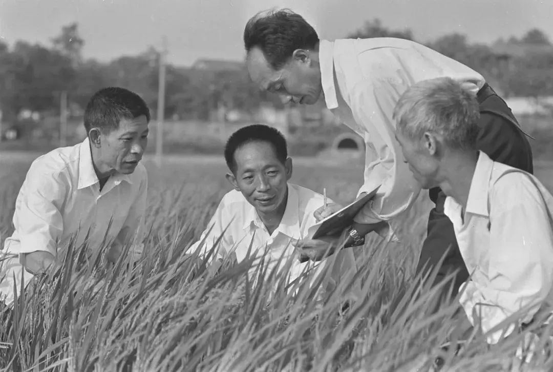 中国人对粮食安全的重视程度,为什么要时刻重视粮食安全