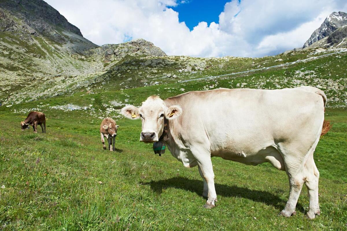肉牛养殖技术西门塔尔牛养殖视频,生牛养殖和肉牛养殖的区别