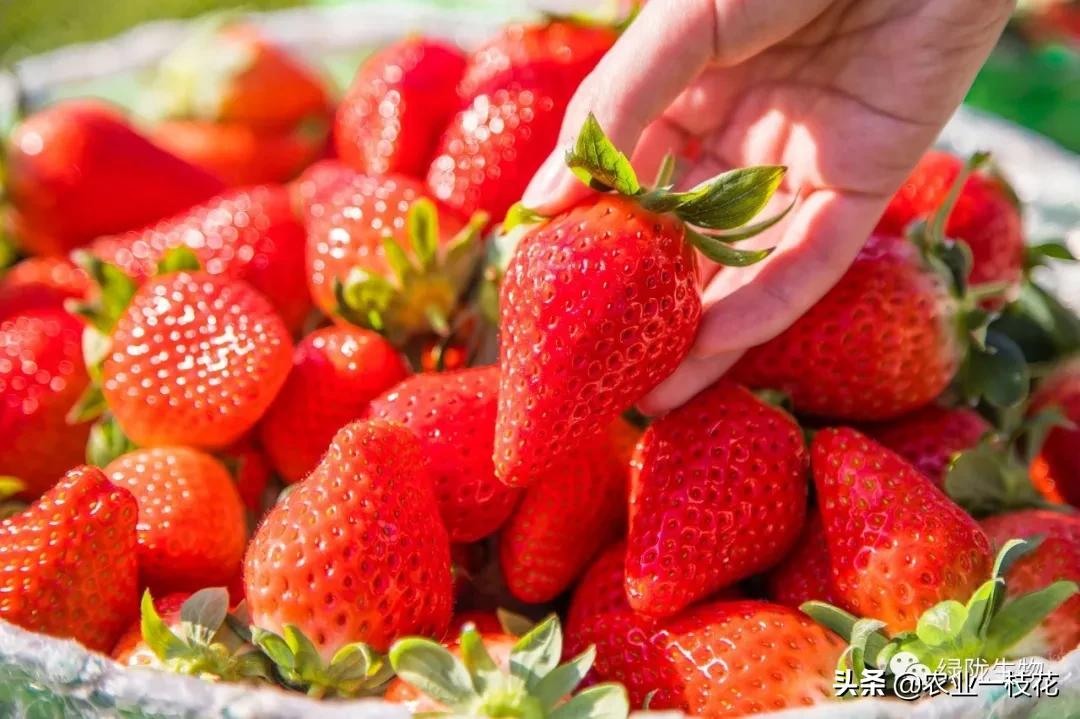 关于草莓畸形,有什么好办法?