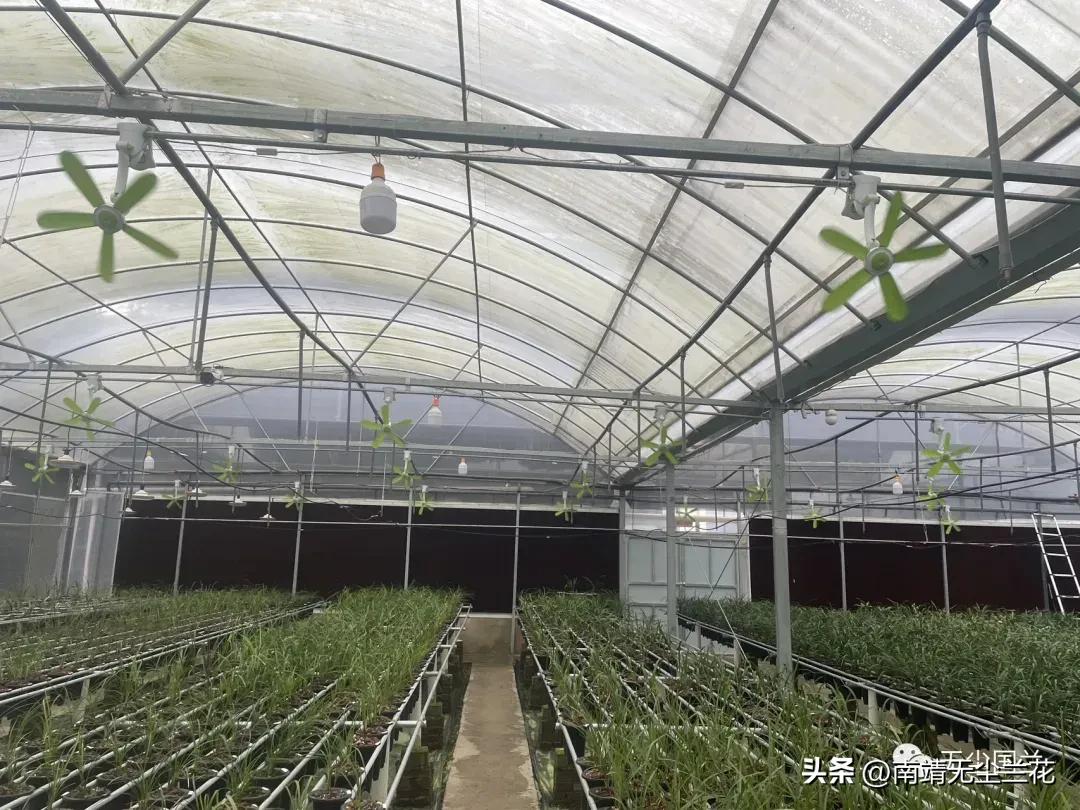 兰盆里有白色线虫,兰盆里白色的菌丝