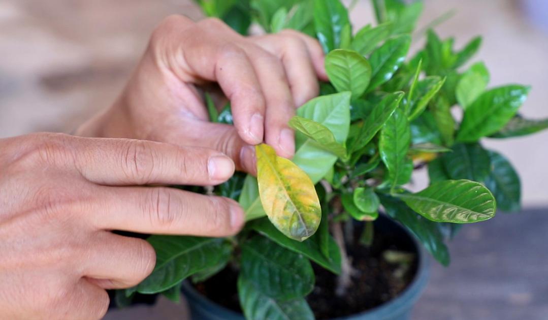 花盆里有小虫子4个小方法,花盆里的小虫子用什么药能治