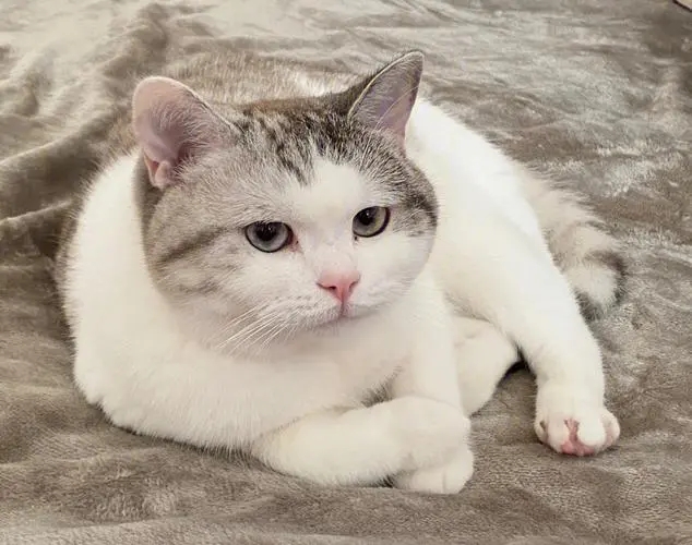 猫咪一直在嗷呜叫是怎么回事,猫咪一直嗷呜嗷呜的叫怎么办