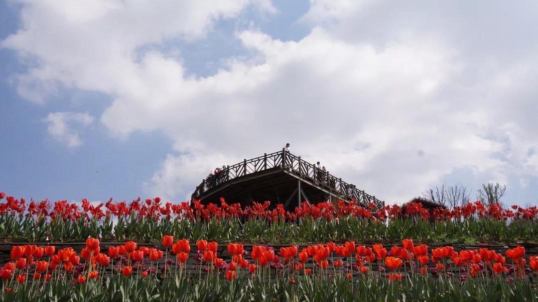 郁金香主题公园稻草人,2022年郁金香花海贵州