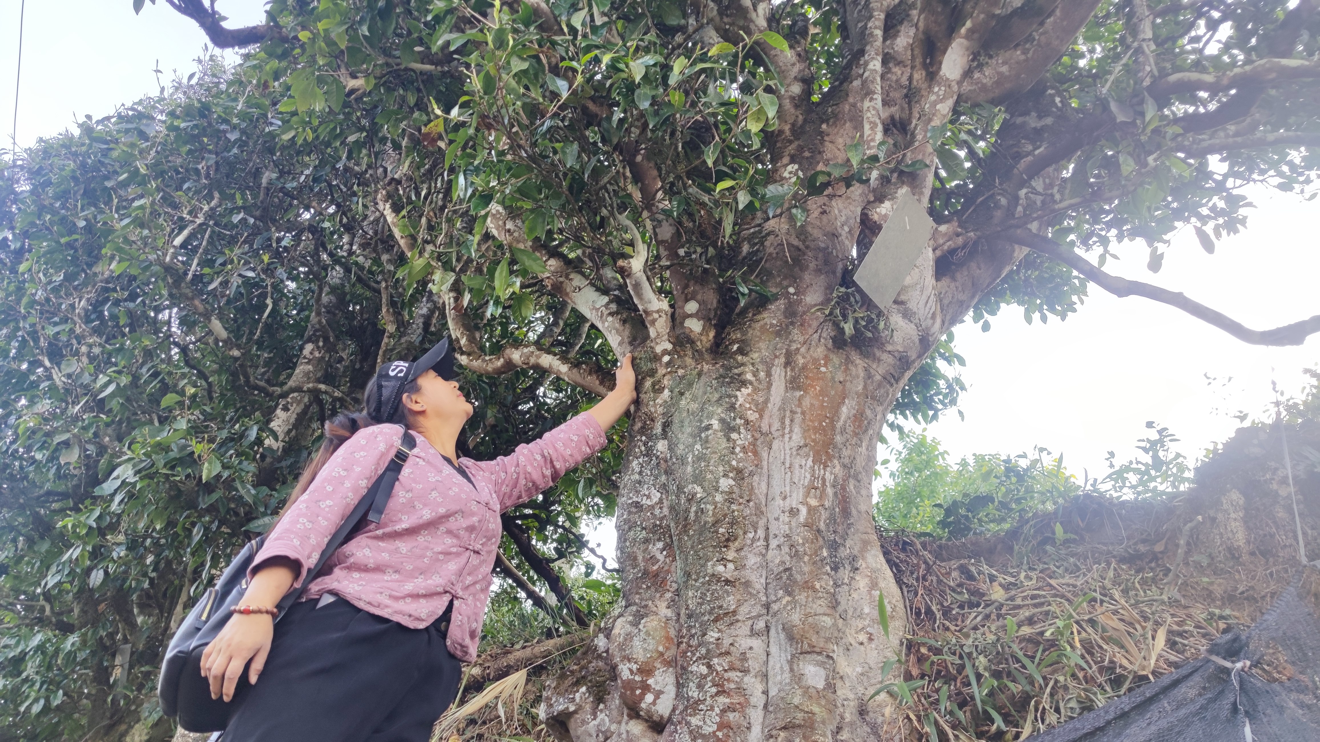 关于普洱茶的6大你知道几个,关于普洱茶你了解多少种
