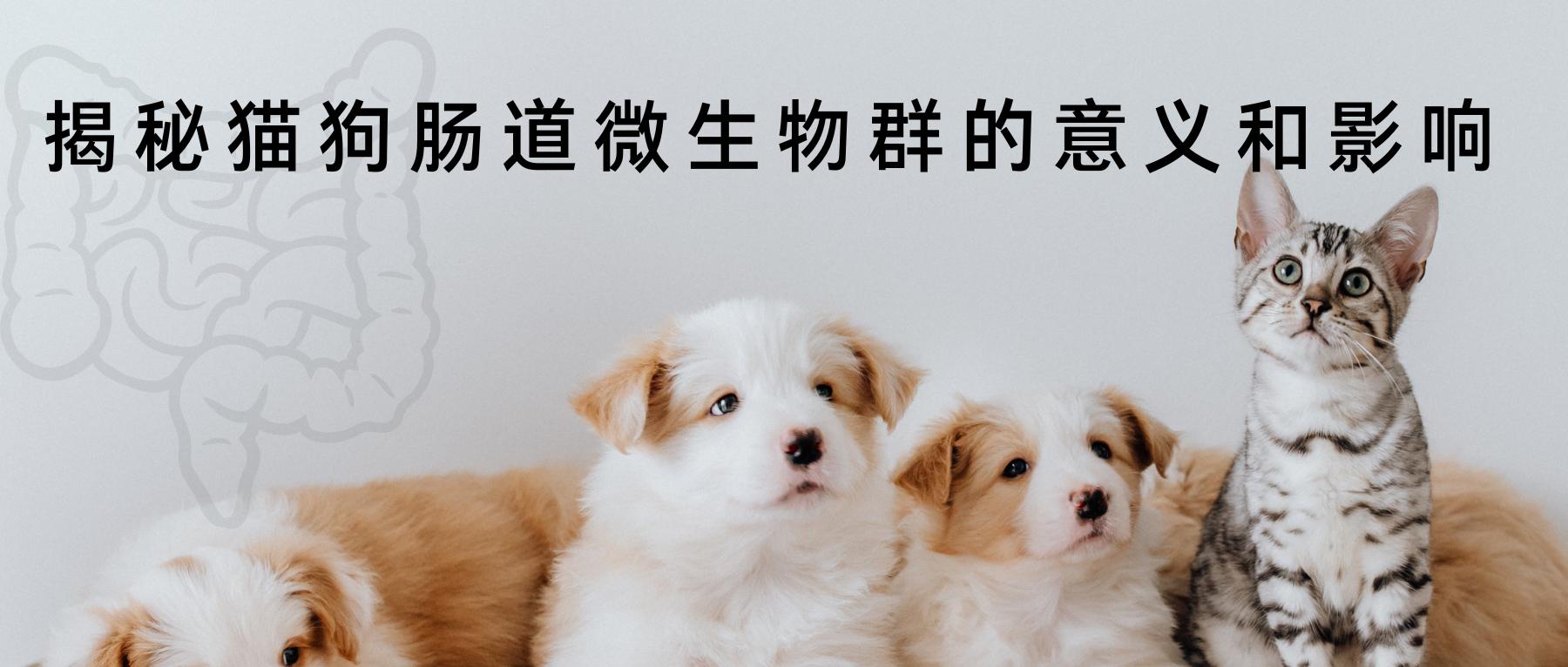 猫肠道菌群活性显微镜,猫肠道菌群类型图