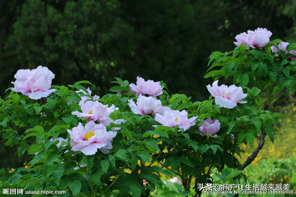 牡丹为什么被称为中国的国花,为什么牡丹能成为中国的国花