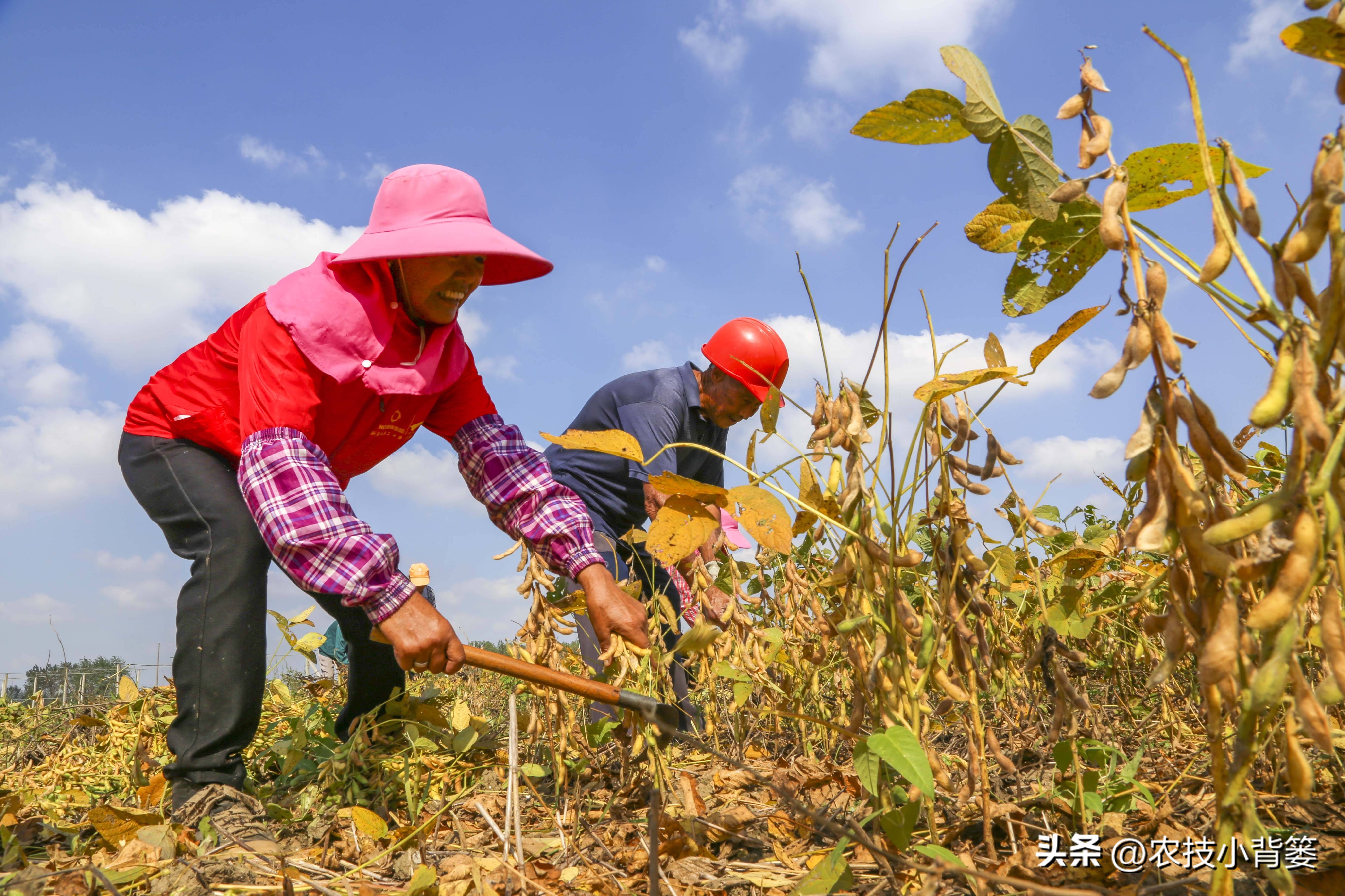大豆上打啥药能让大豆高产,如何才能种出高产优质的大豆