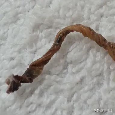 你见过猫咪吞口水吗,猫咪有肚脐眼吗