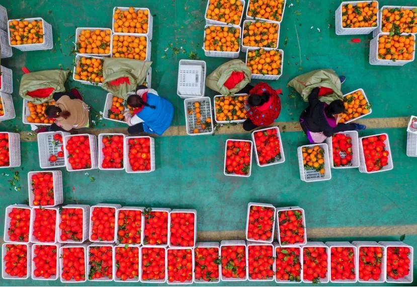 爱媛橙38号果冻橙树苗,爱媛38号果冻橙完整版