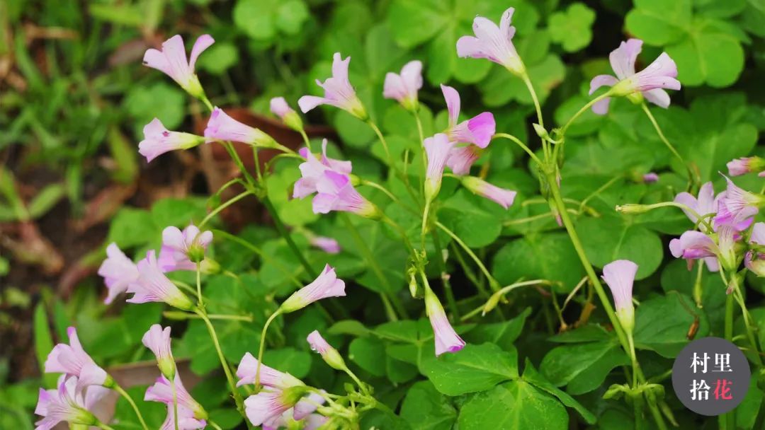 红花酢浆草简介,红花酢浆草喜欢酸性还是碱性土壤