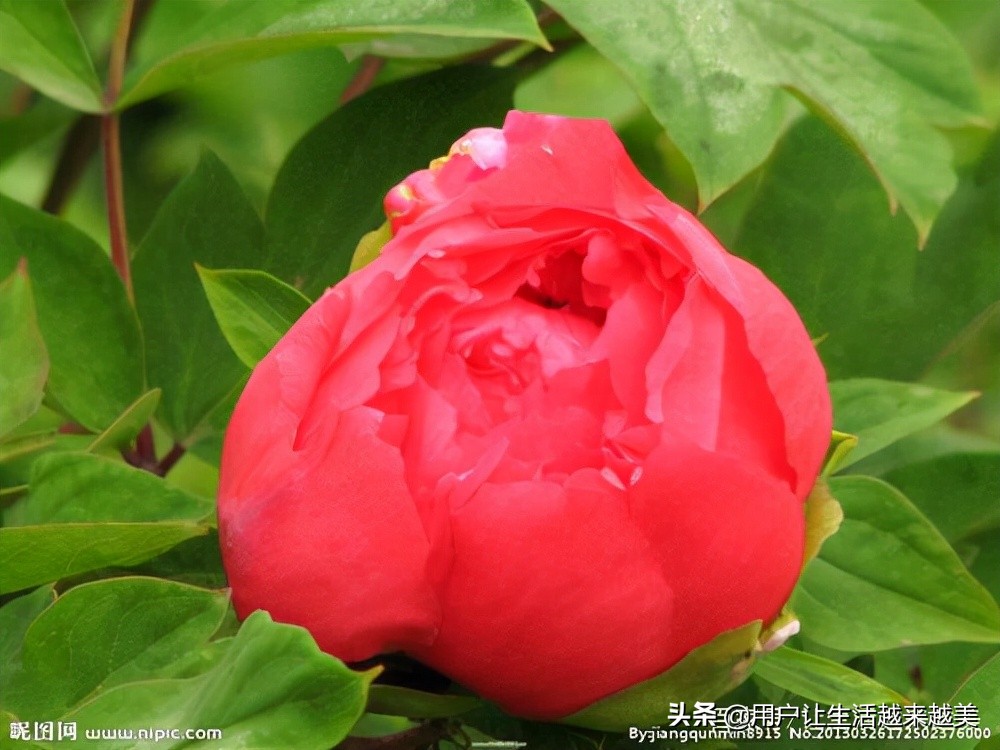 牡丹为什么被称为中国的国花,为什么牡丹能成为中国的国花