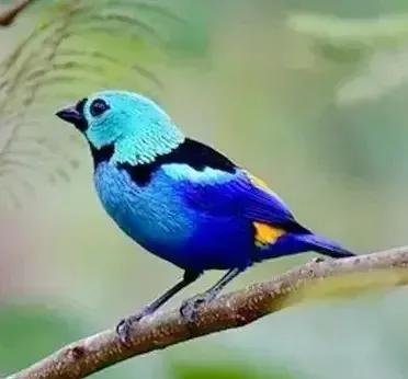 奇怪的小鸟视频,稀奇古怪的鸟