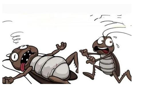 屋里有蟑螂怎么消灭小窍门,屋里有蟑螂怎么消灭最彻底