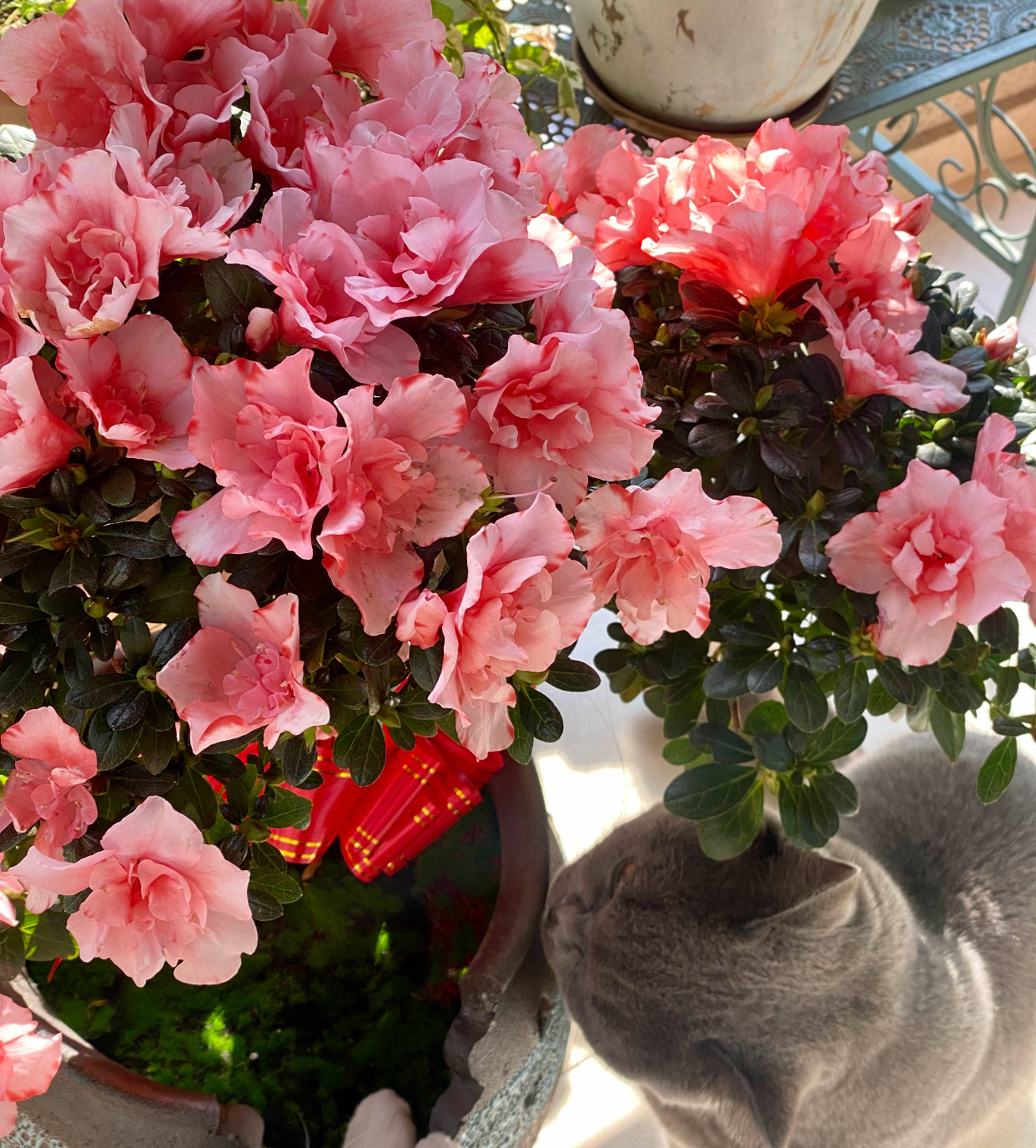 怎样养好杜鹃花,怎样养杜鹃花才能有花蕾