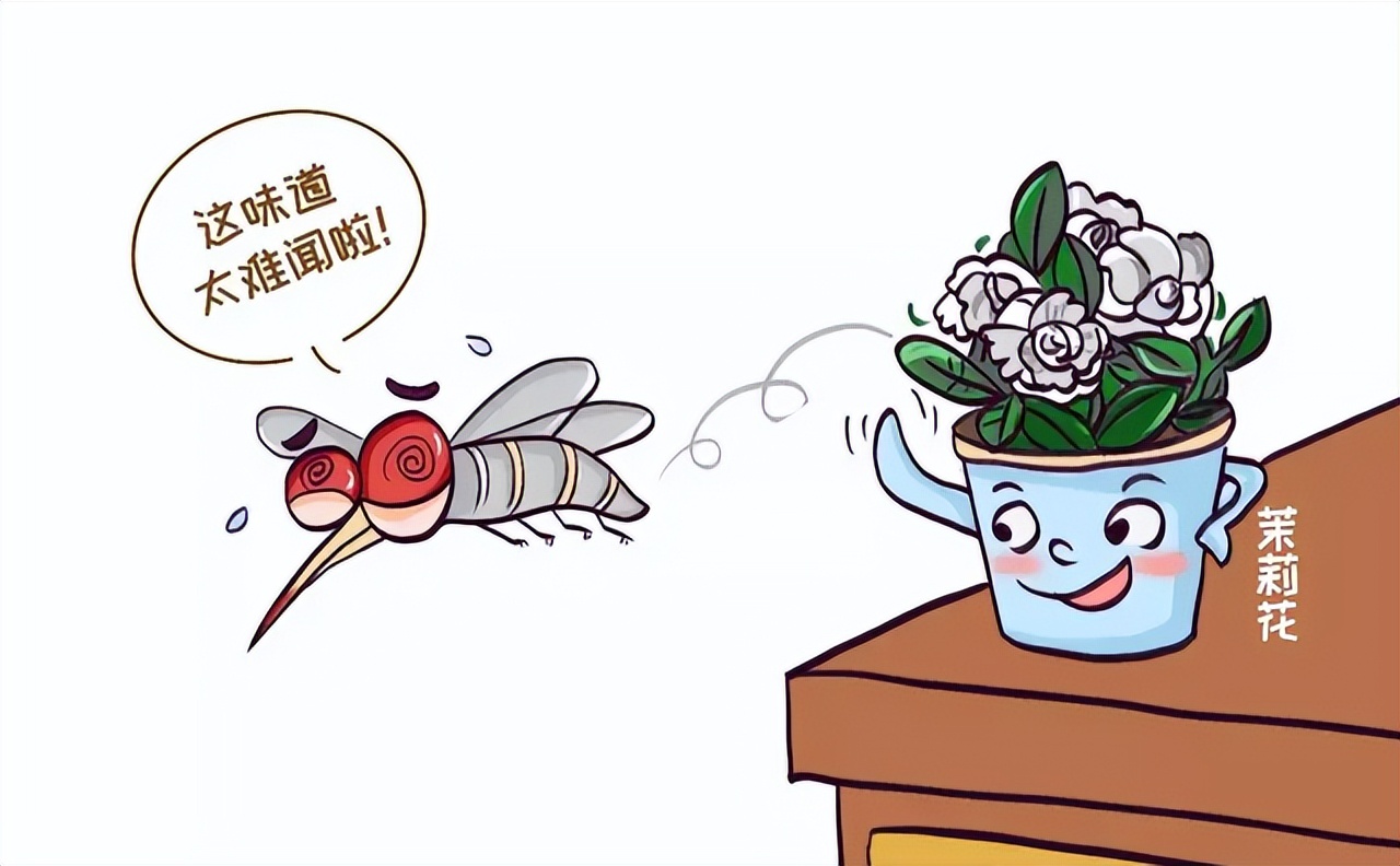 花蚊子为何令人们闻风丧胆,带毒的花蚊子从哪里来