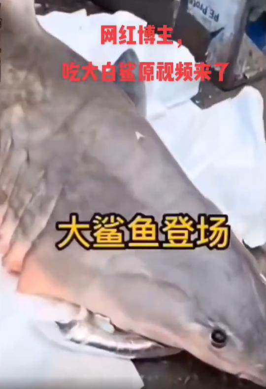 百万女网红吃鲨鱼抖音号,百万女网红吃鲨鱼科普