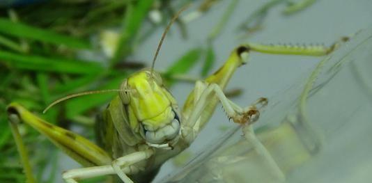 油炸蝗虫的口感,蝗虫烧烤油炸方法