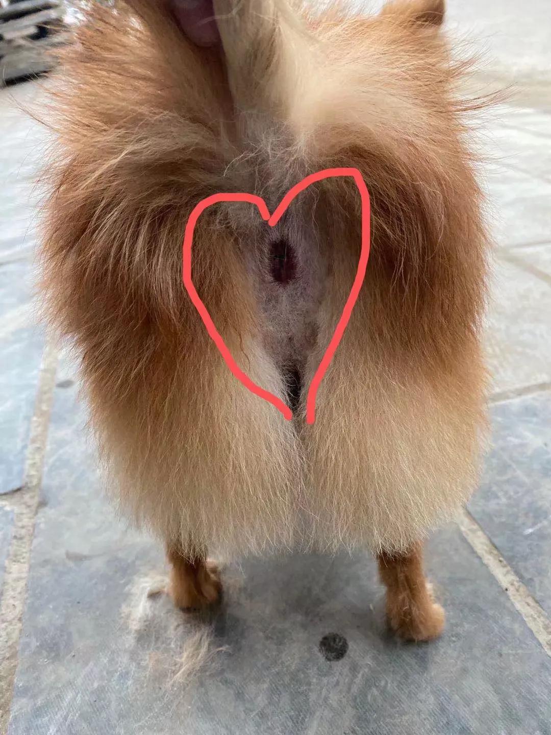 养狗小知识马犬,养狗小知识狗狗每天要喝多少水