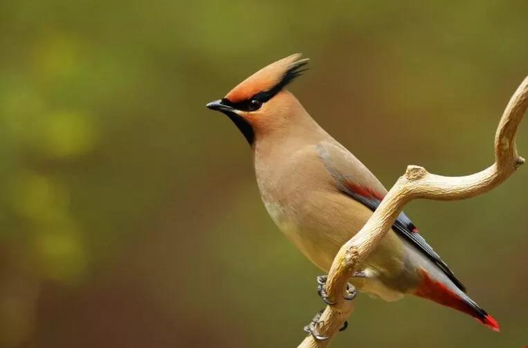 太平鸟图片大鸟,太平鸟图片大全高清壁纸