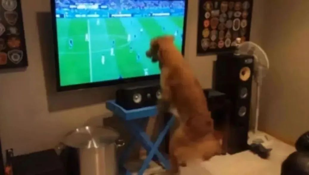 闯进球场、捡到奖杯、接受采访…汪星人和世界杯的缘分也太深了