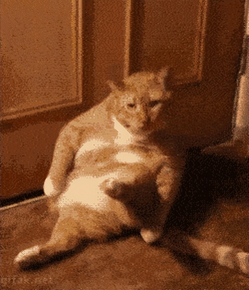 猫咪脚爪骨折能自愈吗需要多久,猫咪骨折脚能落地