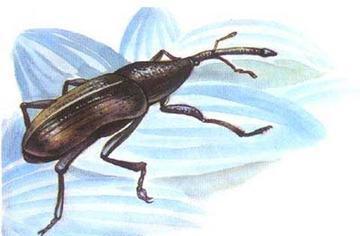 谷象的特征习性,农村谷堆的图片有吗