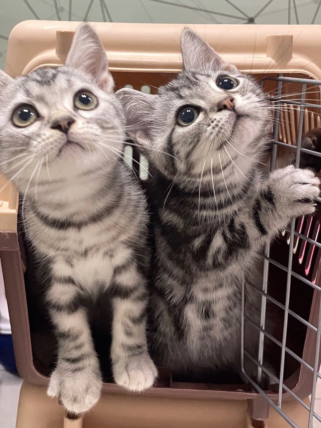 很多人都说，养猫就养“美短猫”，真的是这样的吗？