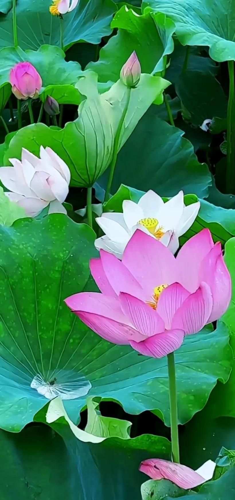 夏日美丽的荷花图片,荷花图片配上字映日荷花别样红