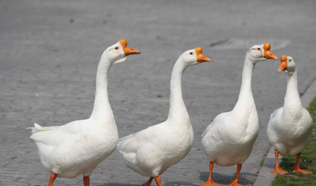 鹅气囊炎怎么办,鹅气囊炎症状及治疗