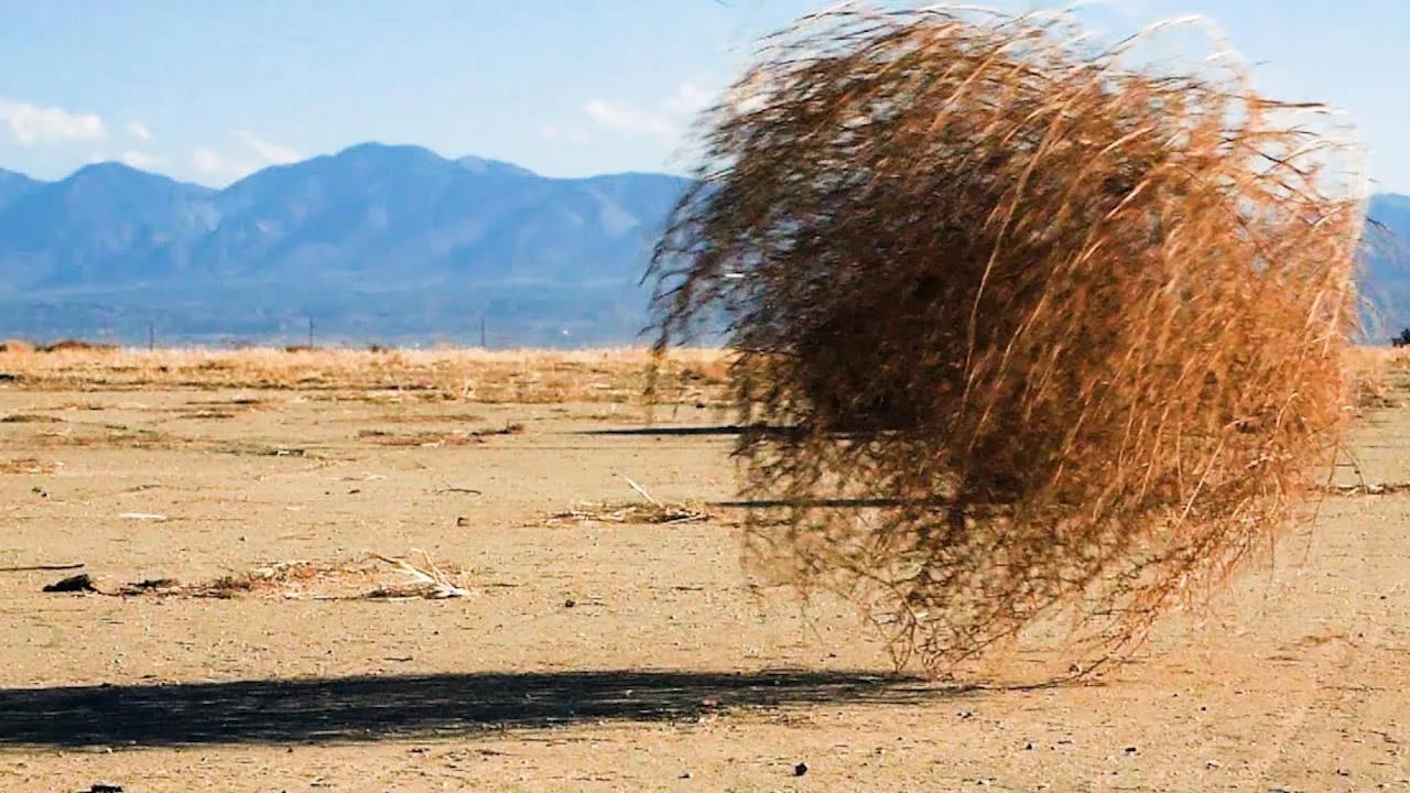 风滚草在美国泛滥成灾，入侵多条公路，为何在我国却难以长大？