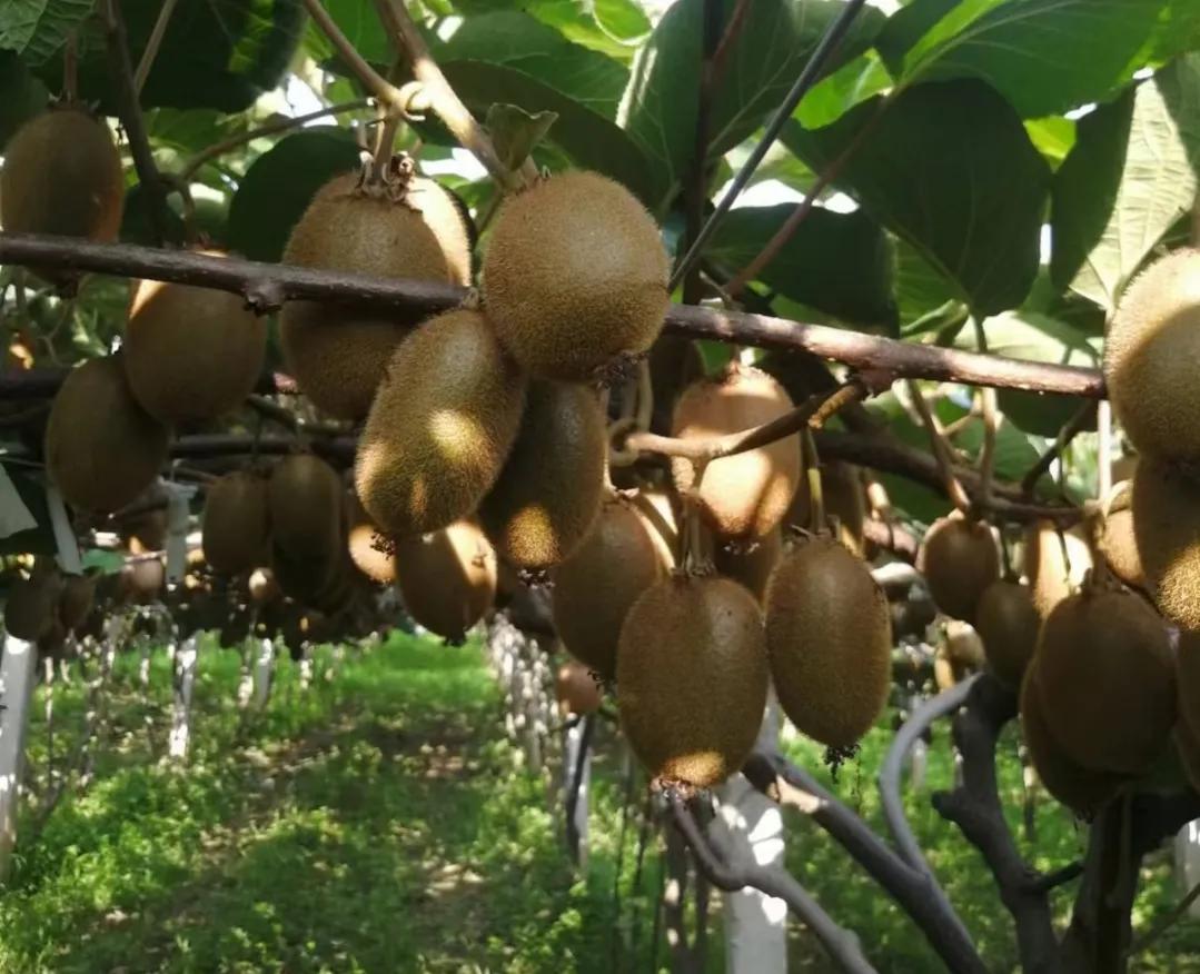 陕西周至眉县猕猴桃订购,陕西眉县猕猴桃