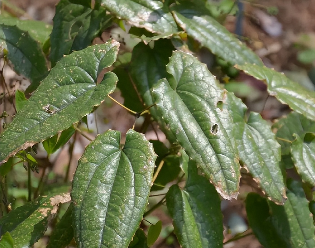 野生草药淫羊藿,地道特色药材淫羊藿