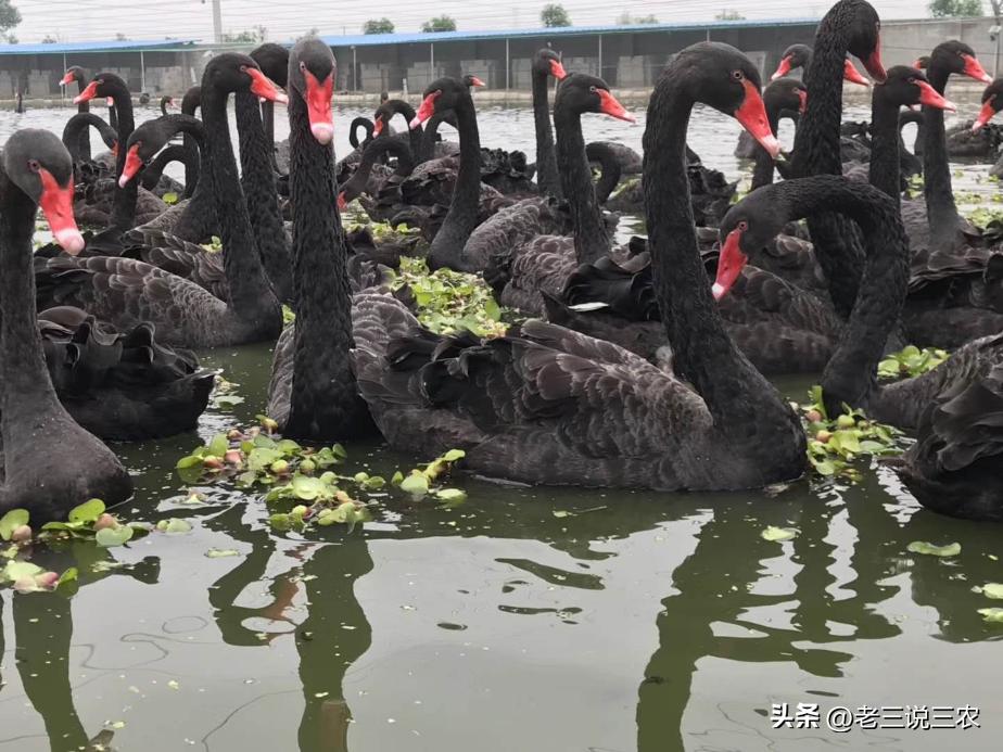 黑天鹅盆栽养法,养几只黑天鹅