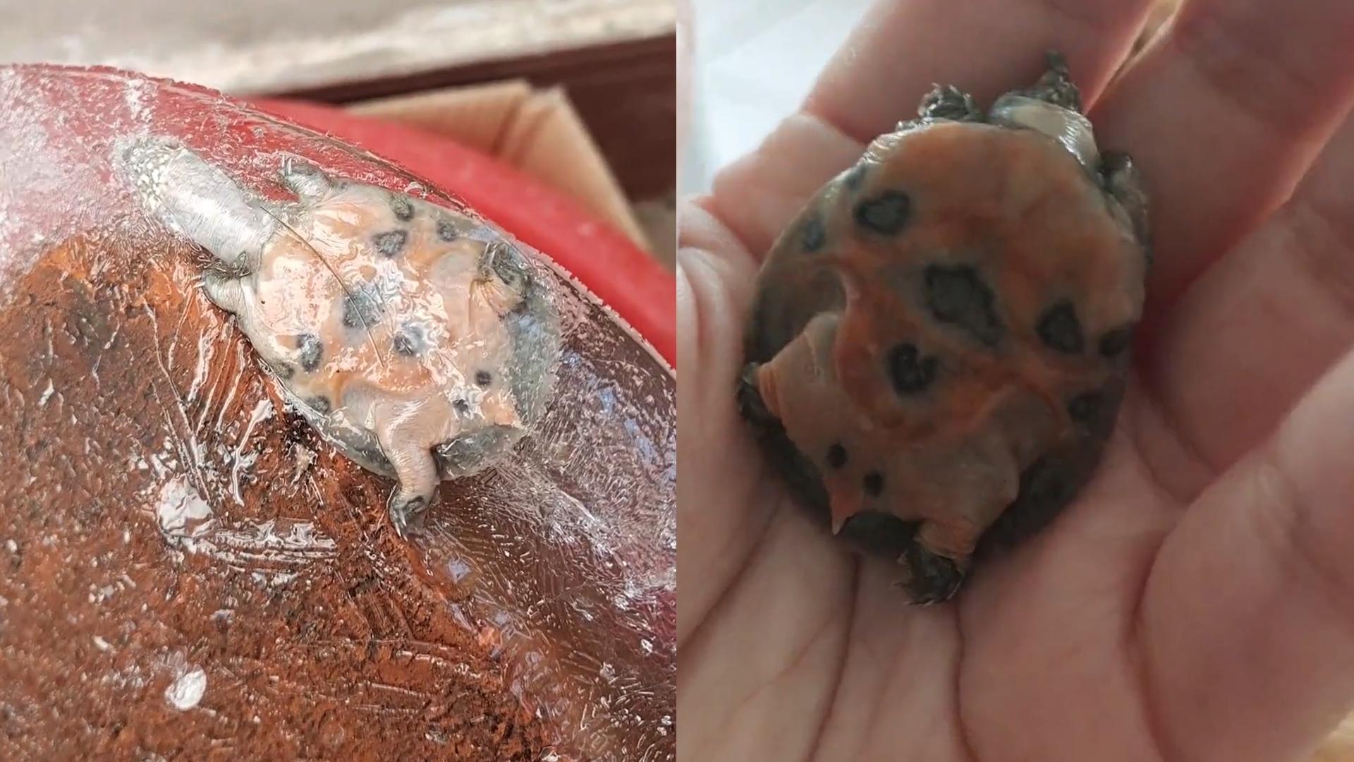 甲鱼冷冻多久可以复活,冰冻的一个月的甲鱼能否复活