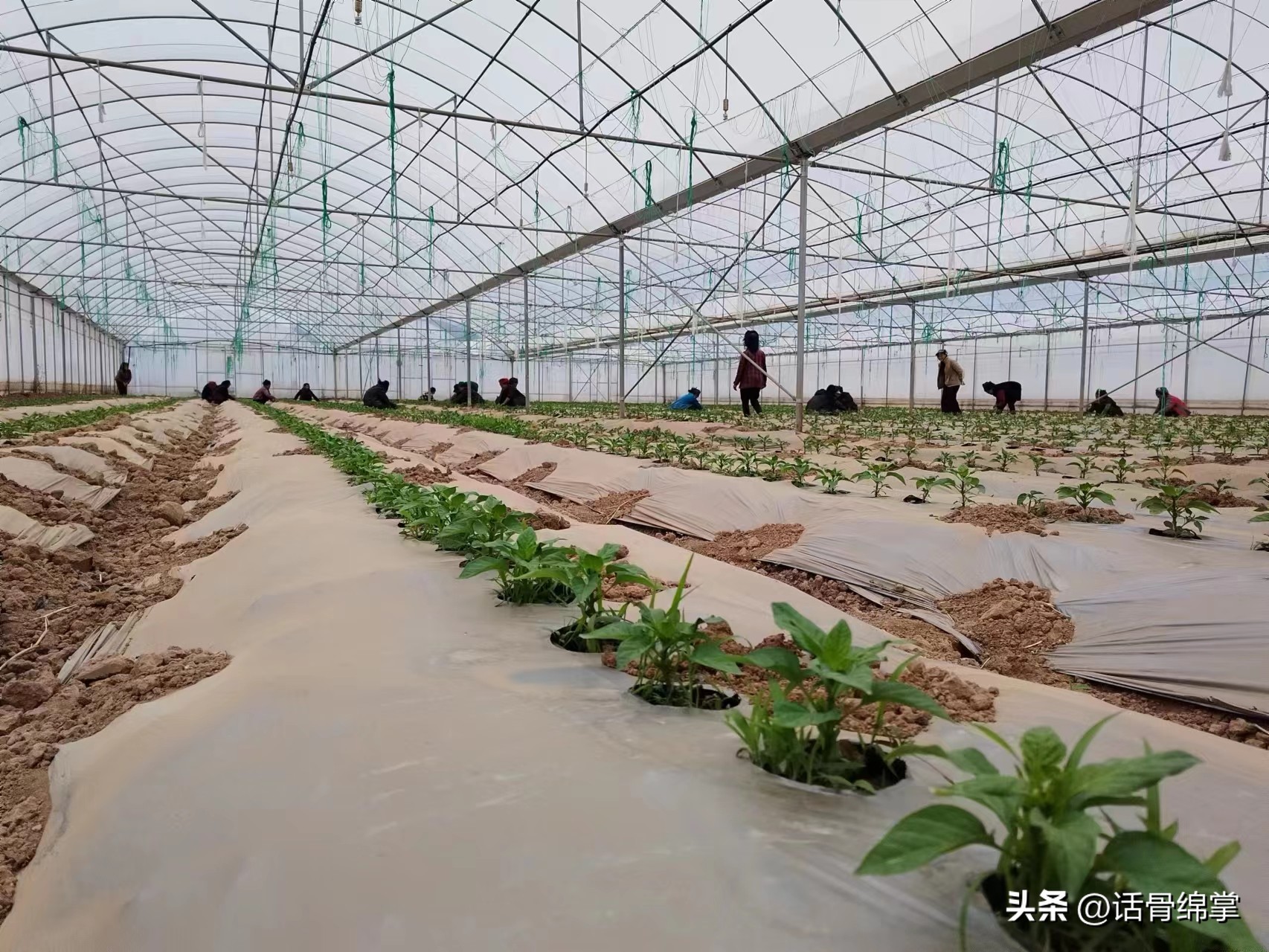 姹熸补骞虫鑱斿姩鍙戝睍,缁甸槼姹熸补鍗忓悓鍙戝睍